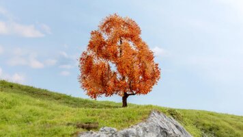 Ahorn, herbstlich